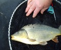 fishing, peak district fishing, fishing lake, derbyshire fishing lake, darwin forest, darwin lodges, peak district fishing lake,